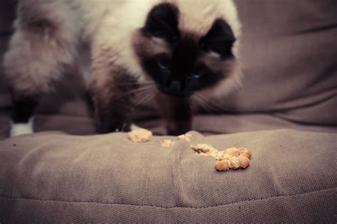 貓咪吐完整飼料？如何辨別與解決的完整指南！