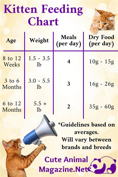 幼貓吃多少才健康？全方位餵食指南！